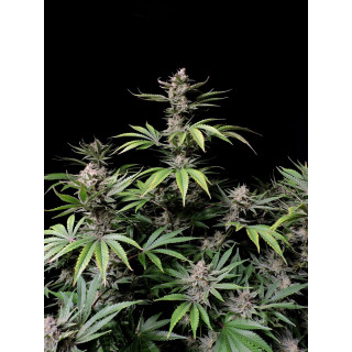 Cherry Cola - Autofloraison - FastBuds