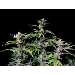 Cherry Cola - Autofloraison - FastBuds