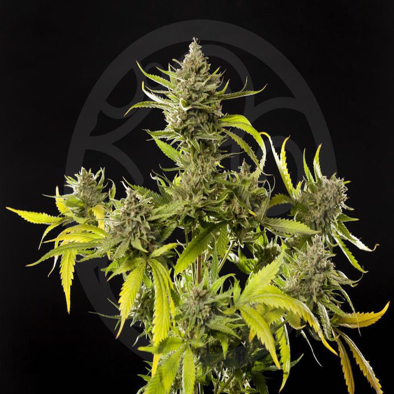 Lemon og candy philosophers seeds Lemon og candy philosophers seeds