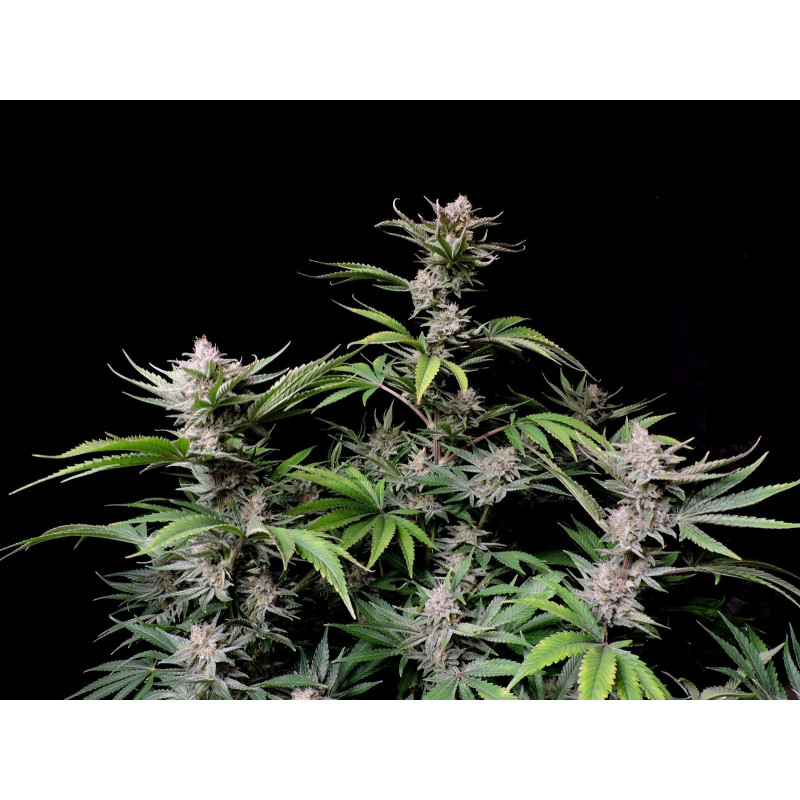 Cherry Cola Auto - FasBuds - Graines de collection Cherry Cola Auto - FasBuds - Graines de collection