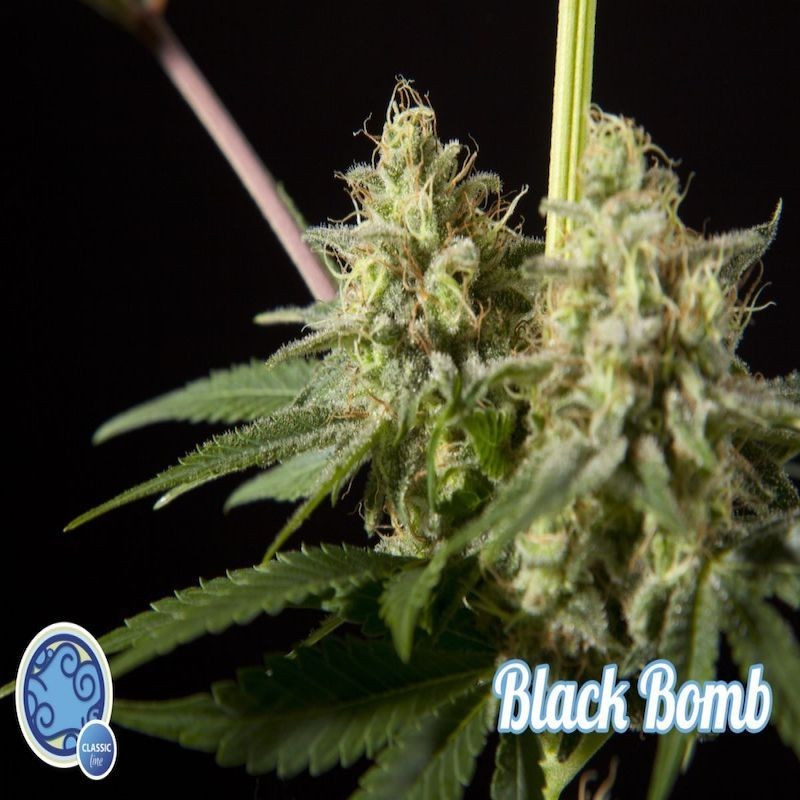 Black bomb philosopher seeds Black bomb philosopher seeds