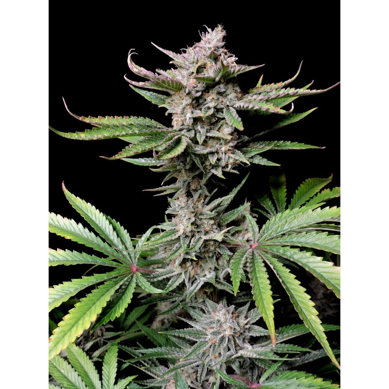 Cherry Cola Auto - FasBuds - Graines de collection Cherry Cola Auto - FasBuds - Graines de collection