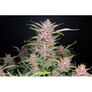 Autofloraison