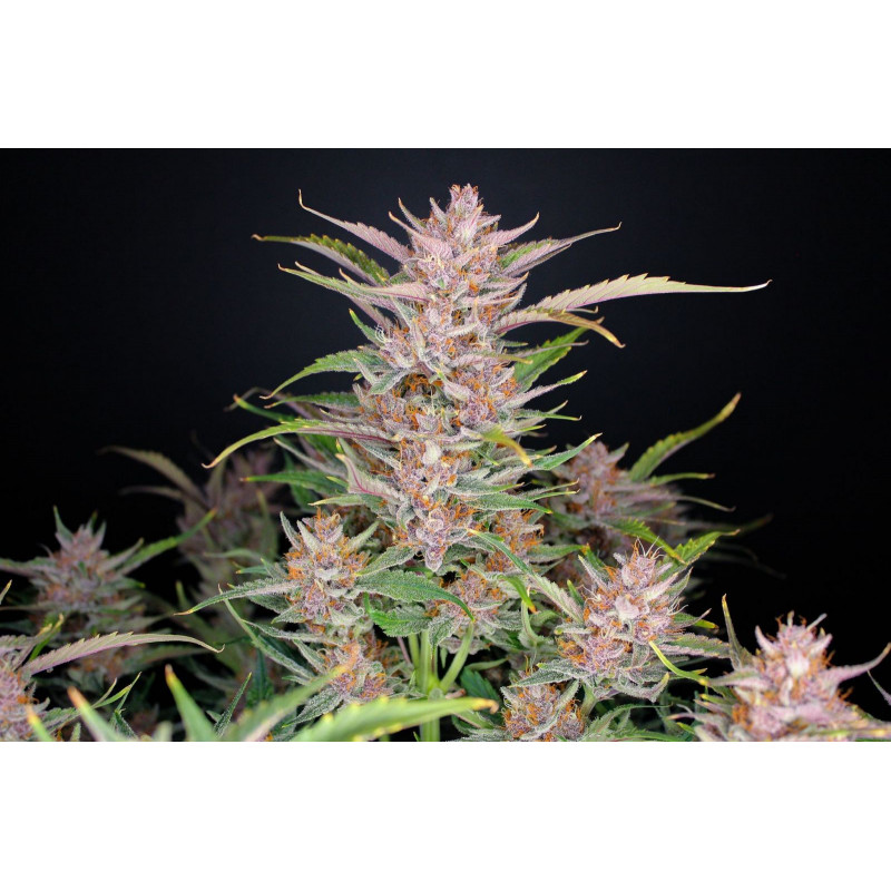 Autofloraison