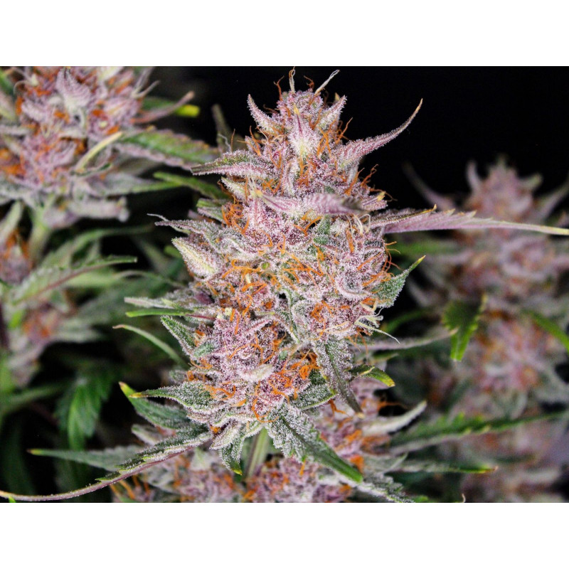 Gorilla Punch Auto - FastBuds - Graines de collection Gorilla Punch Auto - FastBuds - Graines de collection