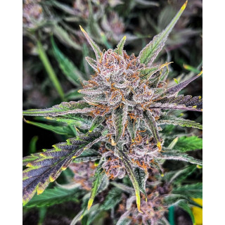 Gorilla Punch - Autofloraison - FastBuds