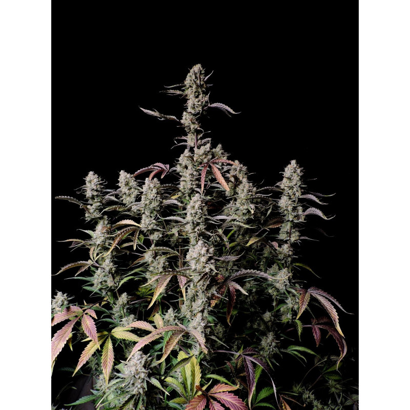 Gorilla Zkittlez - Autofloraison - FastBuds