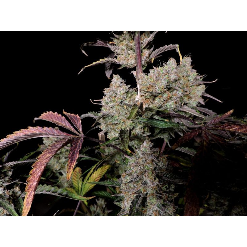 Gorilla Zkittlez Auto - FastBuds - Graines de collection Gorilla Zkittlez Auto - FastBuds - Graines de collection