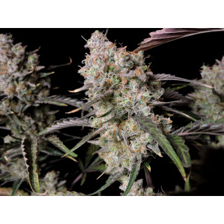 Gorilla Zkittlez - Autofloraison - FastBuds