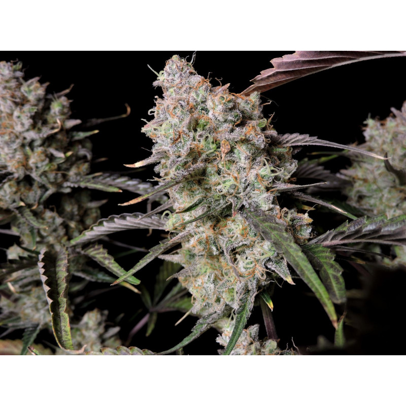 Gorilla Zkittlez Auto - FastBuds - Graines de collection Gorilla Zkittlez Auto - FastBuds - Graines de collection