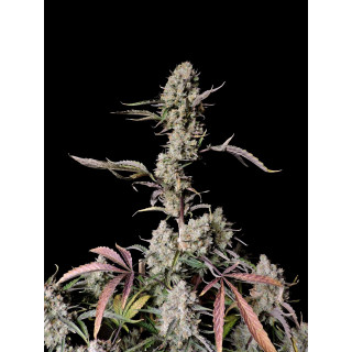 Gorilla Zkittlez - Autofloraison - FastBuds