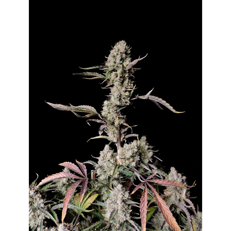 Gorilla Zkittlez Auto - FastBuds - Graines de collection Gorilla Zkittlez Auto - FastBuds - Graines de collection