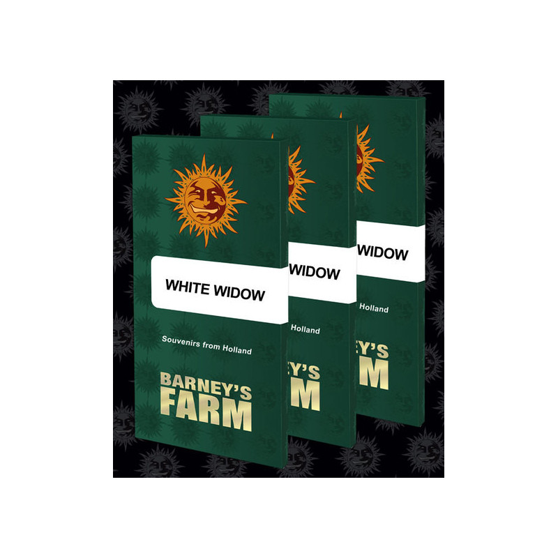 White Widow XXL - Barney's Farm White Widow XXL - Barney's Farm