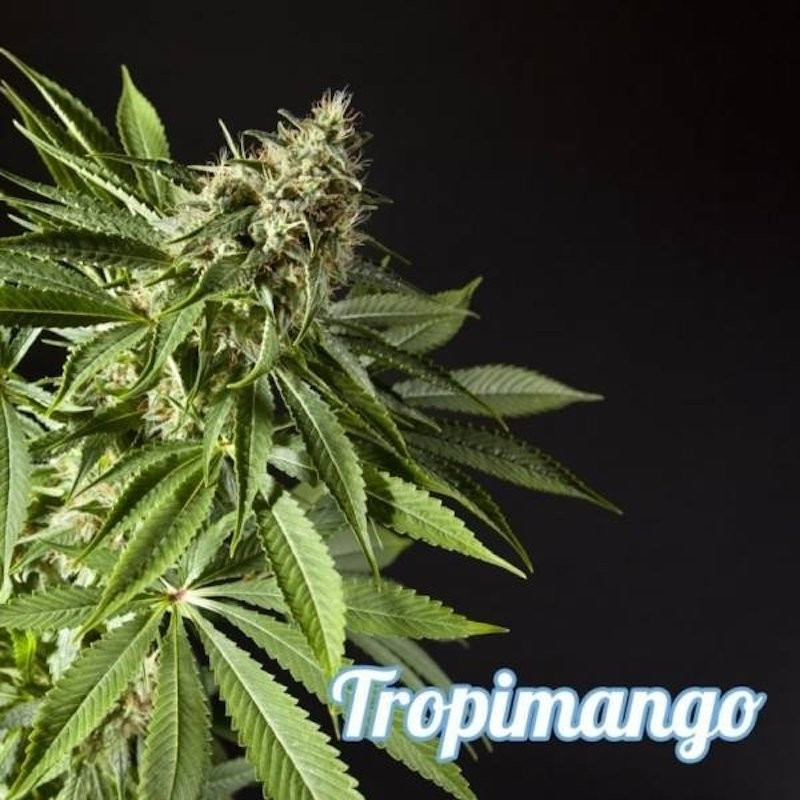 Tropimango philosopher seeds Tropimango philosopher seeds