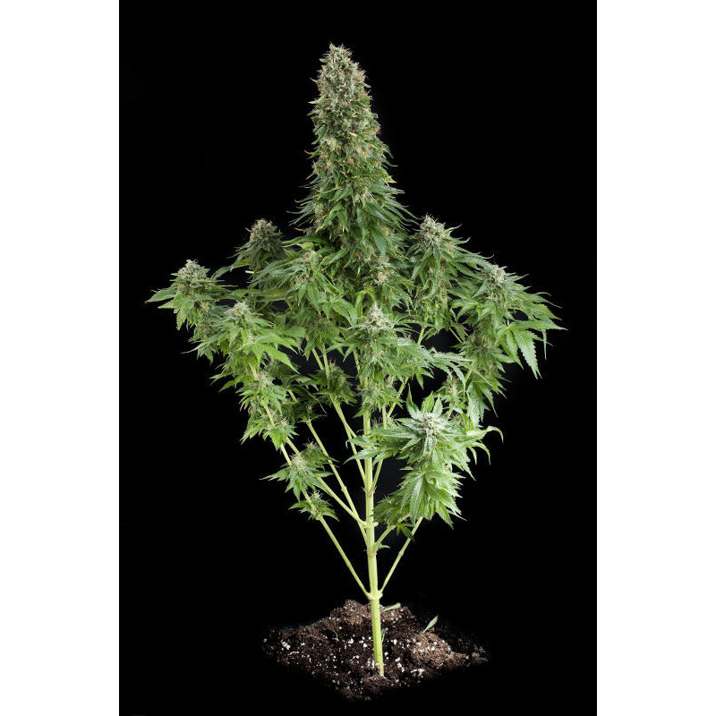 White Widow XXL - Barney's Farm White Widow XXL - Barney's Farm