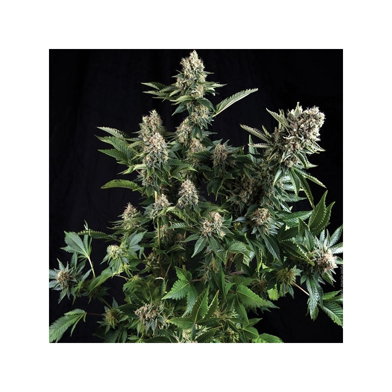 White Widow XXL Auto - Barney's Farm White Widow XXL Auto - Barney's Farm