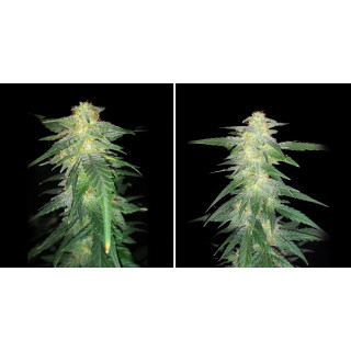 White Widow XXL Auto - Barney's Farm