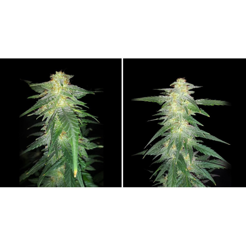 White Widow XXL Auto - Barney's Farm White Widow XXL Auto - Barney's Farm
