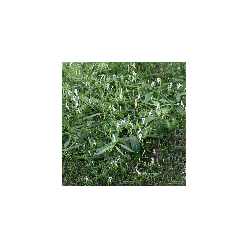 Andrographis paniculata bio - sachet de 100 graines Andrographis paniculata bio - sachet de 100 graines
