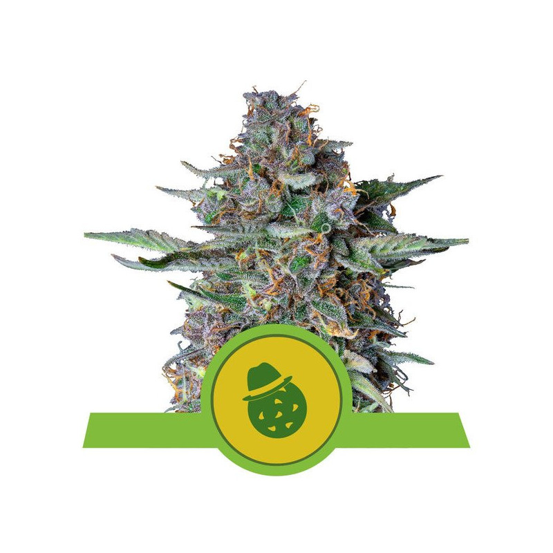 Dosidos - Auto - Royal Queen Seeds - Graines de Collection Dosidos - Auto - Royal Queen Seeds - Graines de Collection