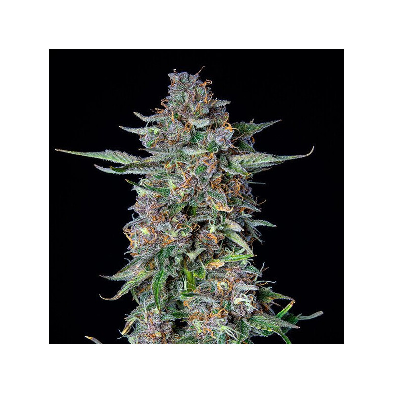Dosidos - Auto - Royal Queen Seeds - Graines de Collection Dosidos - Auto - Royal Queen Seeds - Graines de Collection