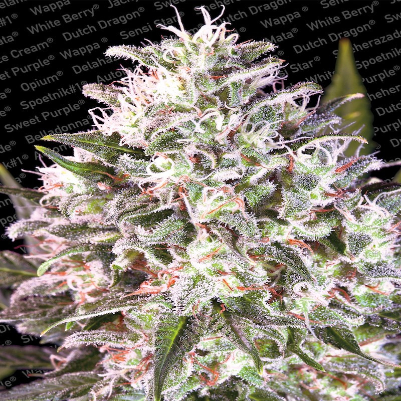 Space cookies paradise seeds féminisée Space cookies paradise seeds féminisée