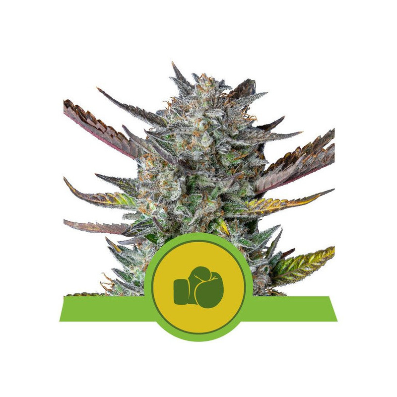 Purple Punch - Auto - Royal Queen Seeds - Graines de Collection Purple Punch - Auto - Royal Queen Seeds - Graines de Collection