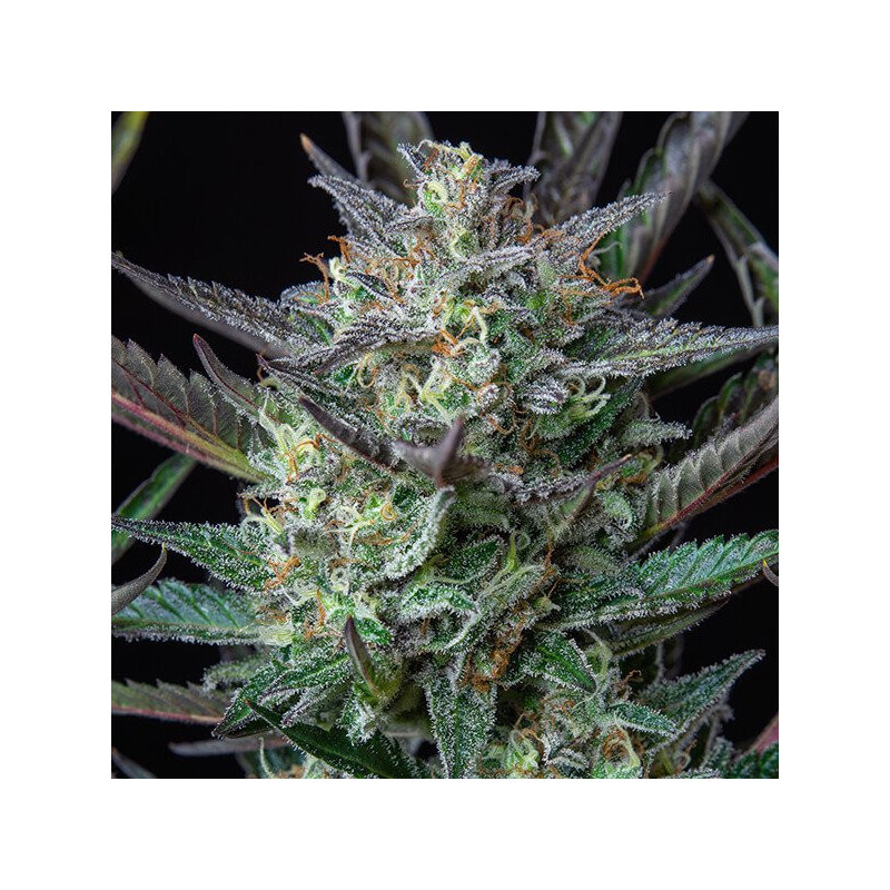 Purple Punch - Auto - Royal Queen Seeds - Graines de Collection Purple Punch - Auto - Royal Queen Seeds - Graines de Collection