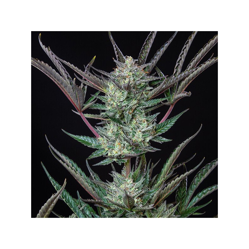 Purple Punch - Auto - Royal Queen Seeds - Graines de Collection Purple Punch - Auto - Royal Queen Seeds - Graines de Collection