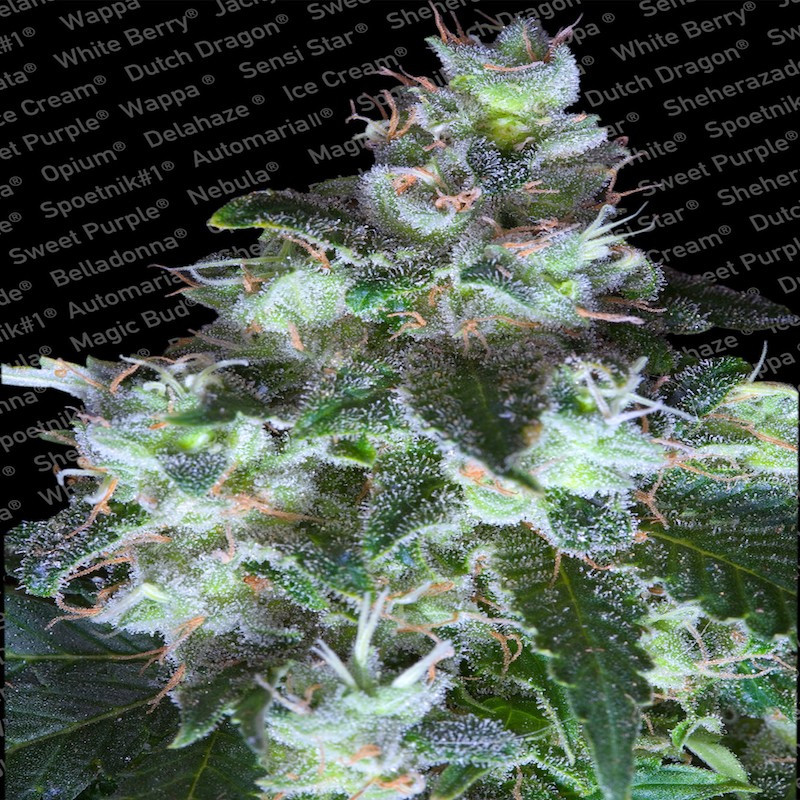 Original white widow paradise seeds Original white widow paradise seeds