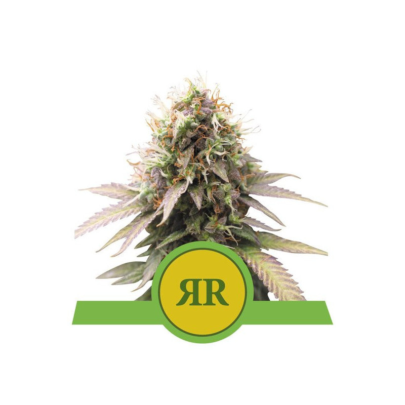 Royal Runtz - Automatic - Royal Queen Seeds - Graines de collection Royal Runtz - Automatic - Royal Queen Seeds - Graines de collection
