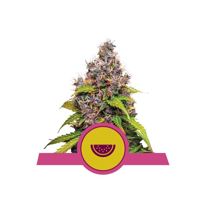 Watermelon - Féminisée - Royal Queen Seeds - Graine de Collection Watermelon - Féminisée - Royal Queen Seeds - Graine de Collection