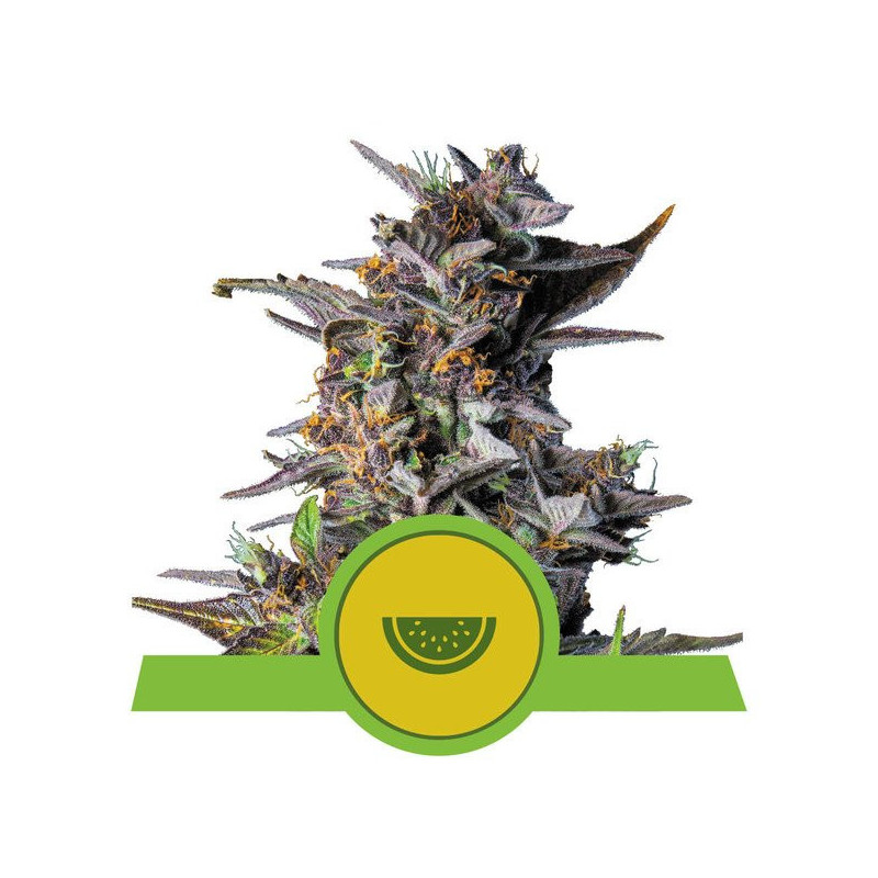 Watermelon - Automatic - Royal Queen Seeds - Graine de Collection Watermelon - Automatic - Royal Queen Seeds - Graine de Collection