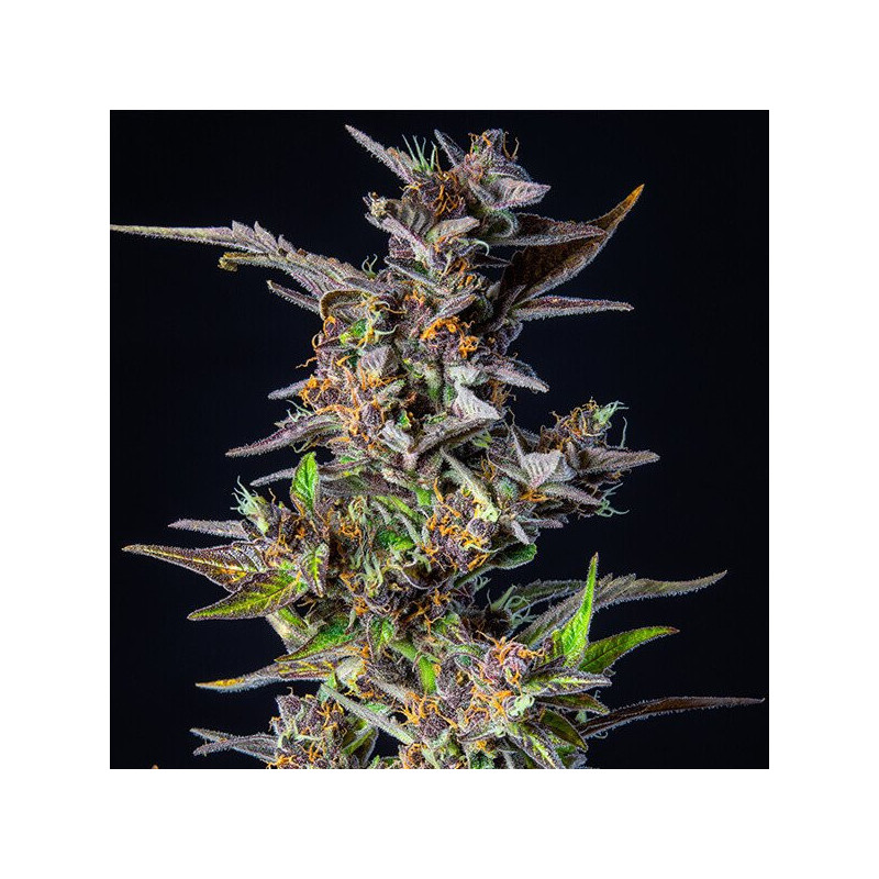 Watermelon - Automatic - Royal Queen Seeds - Graine de Collection Watermelon - Automatic - Royal Queen Seeds - Graine de Collection