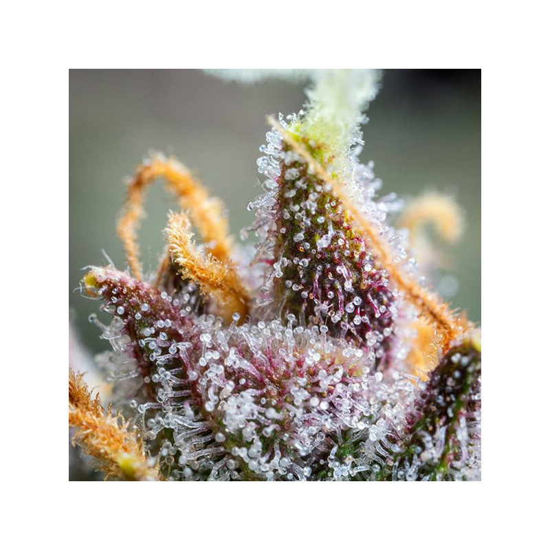 Watermelon - Automatic - Royal Queen Seeds - Graine de Collection Watermelon - Automatic - Royal Queen Seeds - Graine de Collection