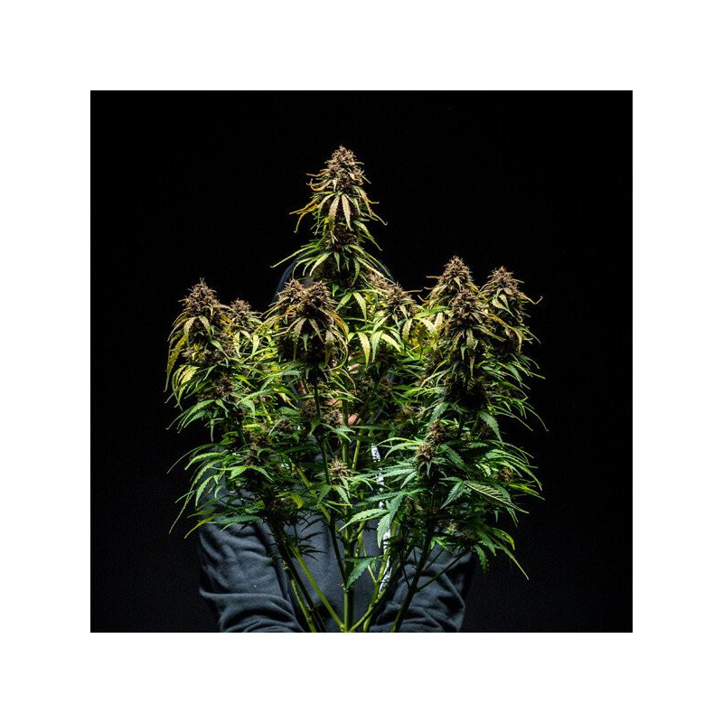 Watermelon - Automatic - Royal Queen Seeds - Graine de Collection Watermelon - Automatic - Royal Queen Seeds - Graine de Collection
