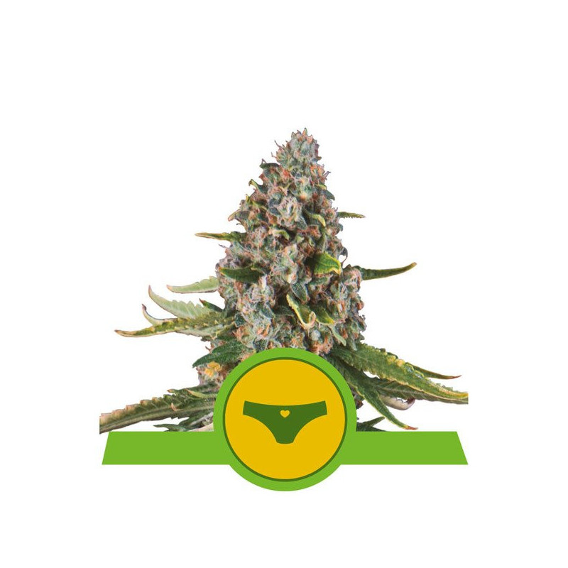 Sherbet Queen - Automatic - Royal Queen Seeds - Graine de Collection Sherbet Queen - Automatic - Royal Queen Seeds - Graine de Collection