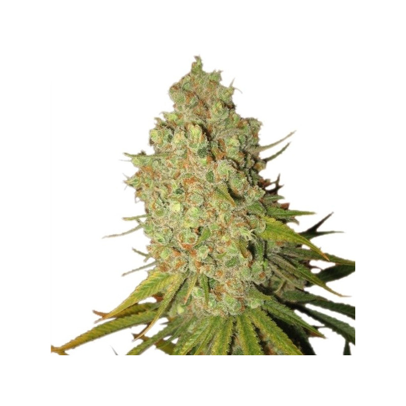 Special Kush 1 - Féminiseé - Royal Queen Seeds - Graines de Collection Special Kush 1 - Féminiseé - Royal Queen Seeds - Graines de Collection