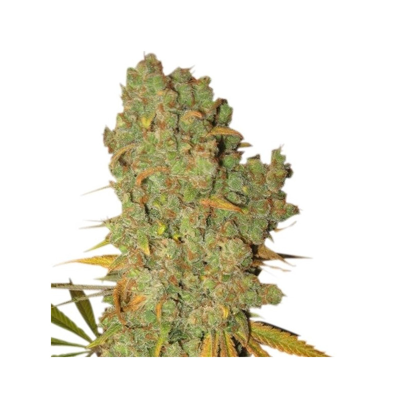 Special Kush 1 - Féminiseé - Royal Queen Seeds - Graines de Collection Special Kush 1 - Féminiseé - Royal Queen Seeds - Graines de Collection