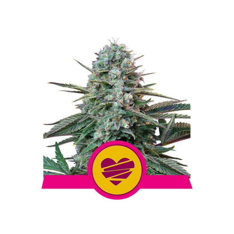 Wedding Crasher - Féminisée - Royal Queen Seeds - Graines de collection Wedding Crasher - Féminisée - Royal Queen Seeds - Graines de collection