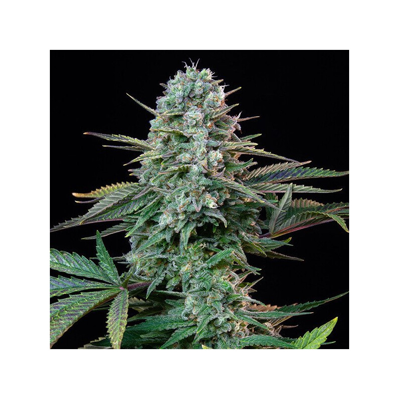 Wedding Crasher - Féminisée - Royal Queen Seeds - Graines de collection Wedding Crasher - Féminisée - Royal Queen Seeds - Graines de collection
