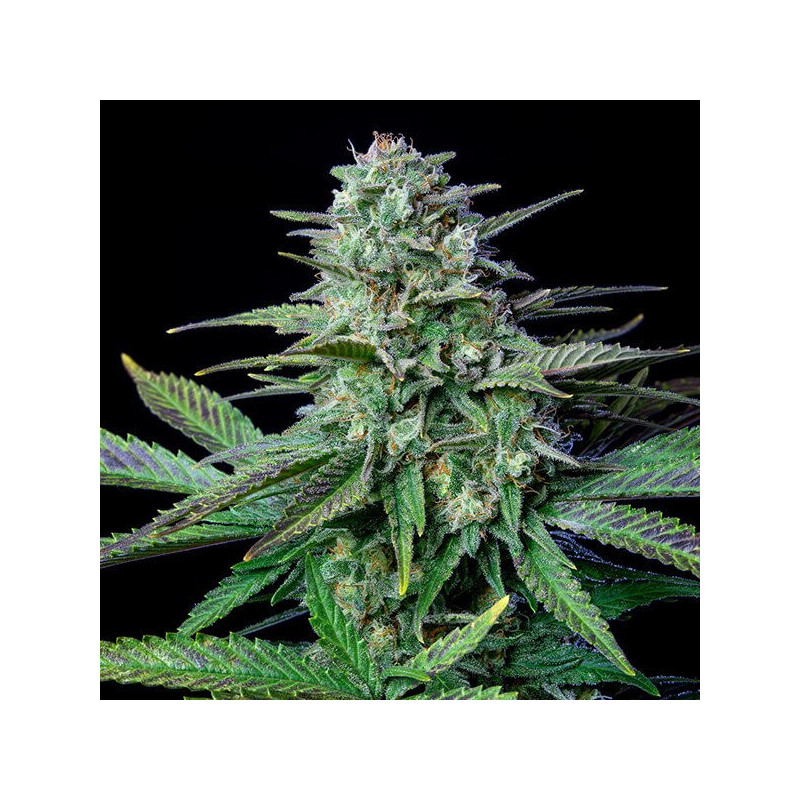 Wedding Crasher - Féminisée - Royal Queen Seeds - Graines de collection Wedding Crasher - Féminisée - Royal Queen Seeds - Graines de collection