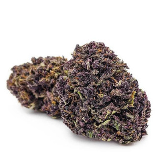 Purple Vrac - Hydro - Fleurs de CBD PRO