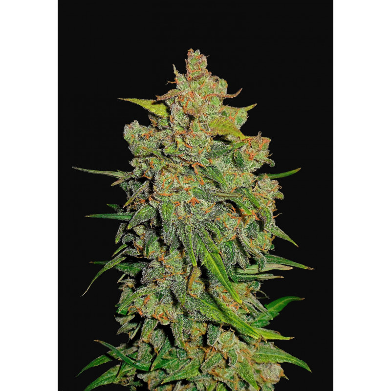Lemonade Auto - Paradise Seeds - Graines de collection Lemonade Auto - Paradise Seeds - Graines de collection