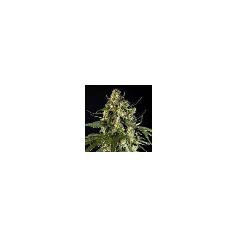 Lemonade Auto - Paradise Seeds - Graines de collection Lemonade Auto - Paradise Seeds - Graines de collection