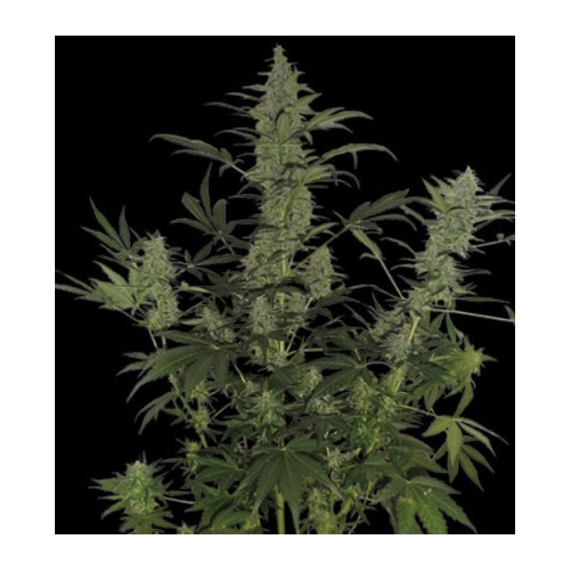 Lemonade Auto - Paradise Seeds - Graines de collection Lemonade Auto - Paradise Seeds - Graines de collection