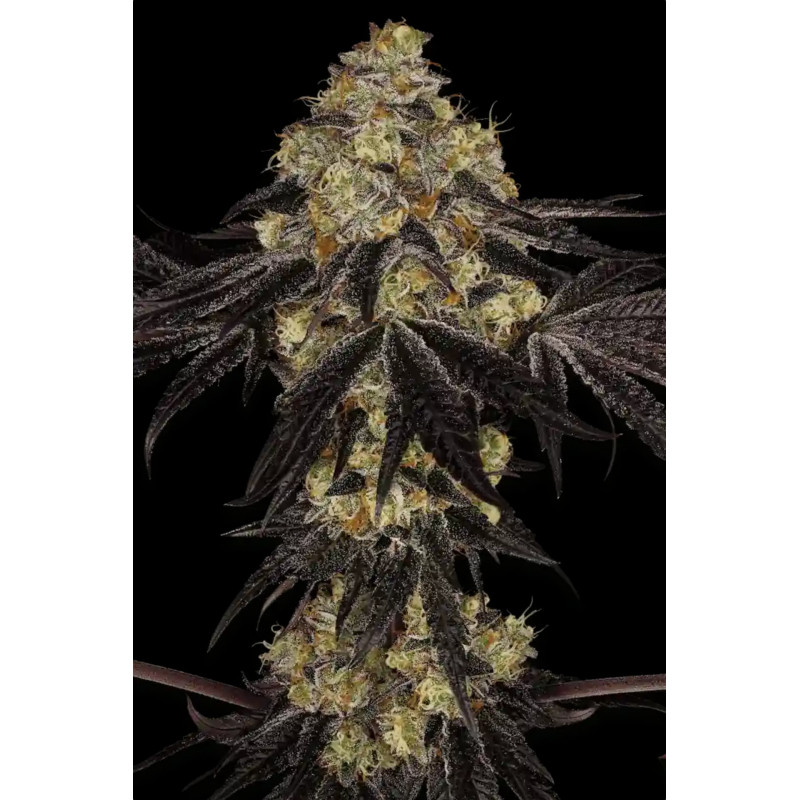Sunset Paradise - Féminisée - Paradise Seeds - Graines de collection Sunset Paradise - Féminisée - Paradise Seeds - Graines de collection