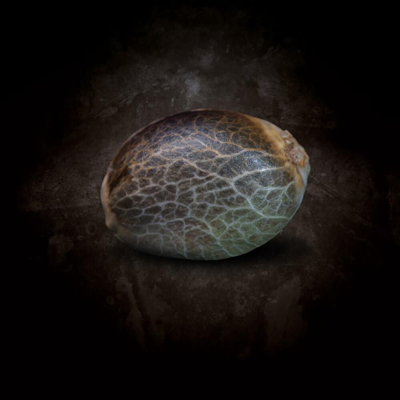 Sunset Paradise - Féminisée - Paradise Seeds - Graines de collection Sunset Paradise - Féminisée - Paradise Seeds - Graines de collection
