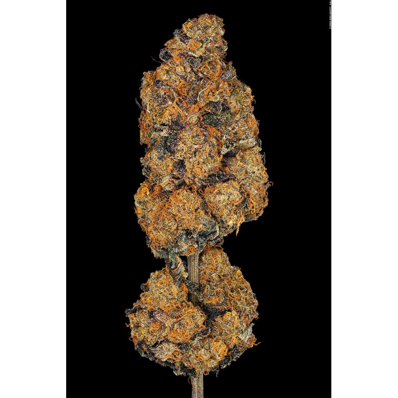 Sunset Paradise - Féminisée - Paradise Seeds - Graines de collection Sunset Paradise - Féminisée - Paradise Seeds - Graines de collection