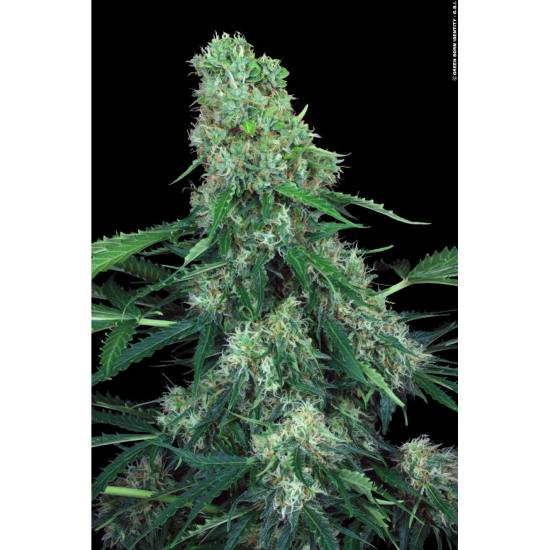 Pandora - Auto - Paradise Seeds - Graines de Collection Pandora - Auto - Paradise Seeds - Graines de Collection